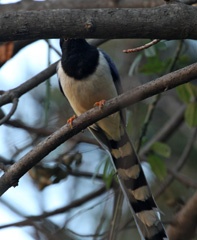 Yellow-beaked blue magpie